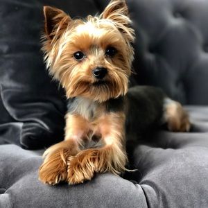 Meet your Posher, Nancy